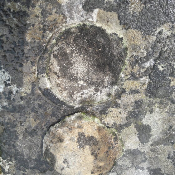 Brachipod Socket An tSean Reilig Maigh Cuilinn