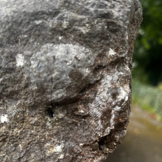 A brachiopod fossil visible on a limestone gravestone in Moycullen. While the front of the stone was carefully engraved, the back was left in its natural state.