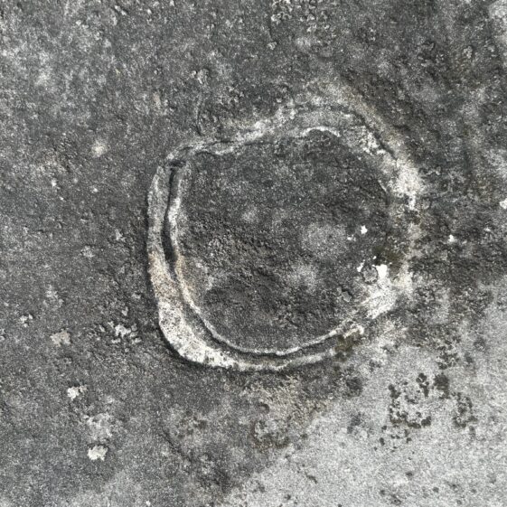 Close up of Brachipod found in a grave slab similiar to the slabs found in An tSean Reilig