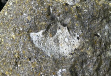 Far-Flung Fossils