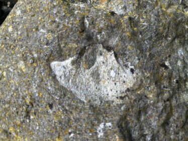 Brachipod found in the Gable of the Church in An tSean Reilig
