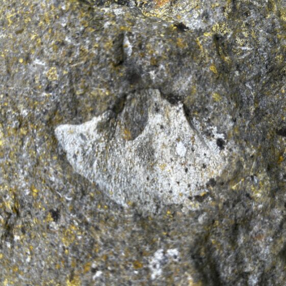 Brachipod found in the Gable of the Church in An tSean Reilig | Paula Lydon
