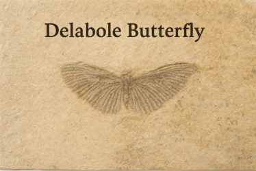 AI Generated Image of 'Delabole Butterfly'