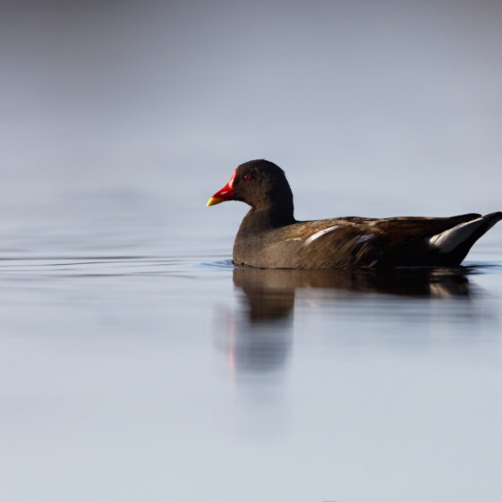 A rather tranquil moorhen on Lough Corrib A rather tranquil moorhen on Lough Corrib | Photo Credit: Phil Evans
