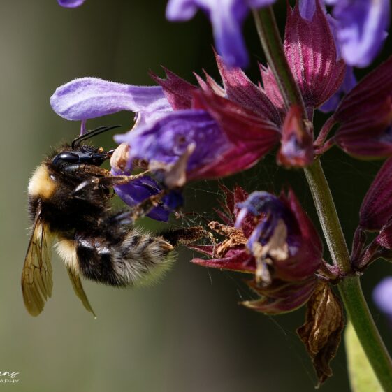 Bumble bee on a sage flower Bumble bee on a sage flower near Knockferry | Photo Credit: Phil Evans