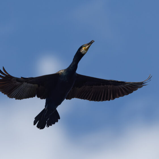 Cormorant in flight over Knockferry pier Cormorant in flight over Knockferry pier | Photo Credit: Phil Evans