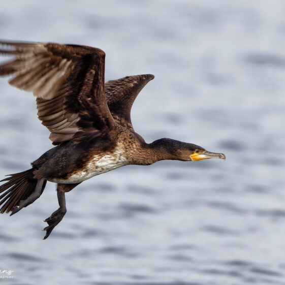 Cormorant taking flight on Lough Corrib Cormorant taking flight on Lough Corrib | Photo Credit: Phil Evans