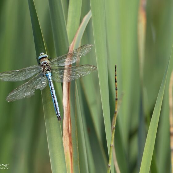 Dragonfly Dragonfly | Photo Credit: Phil Evans