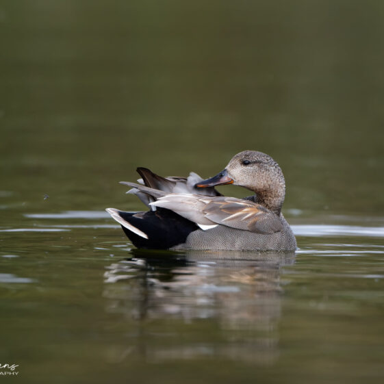 Gadwall duck on Lough Corrib. Nice to see these scarce resident ducks in the wild Gadwall duck on Lough Corrib. Nice to see these scarce resident ducks in the wild | Photo Credit: Phil Evans