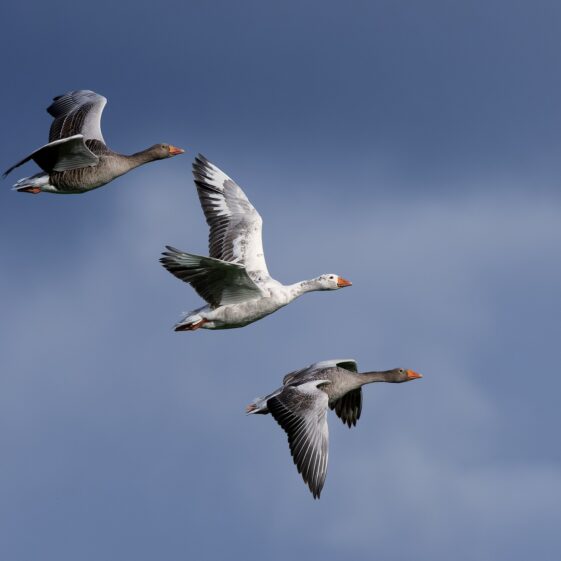 Greylag geese at Knockferry. The goose in the middle is the offspring of a domestic gander who spends spring and summer with the wild flock in the area Greylag geese at Knockferry. The goose in the middle is the offspring of a domestic gander who spends spring and summer with the wild flock in the area | Photo Credit: Phil Evans