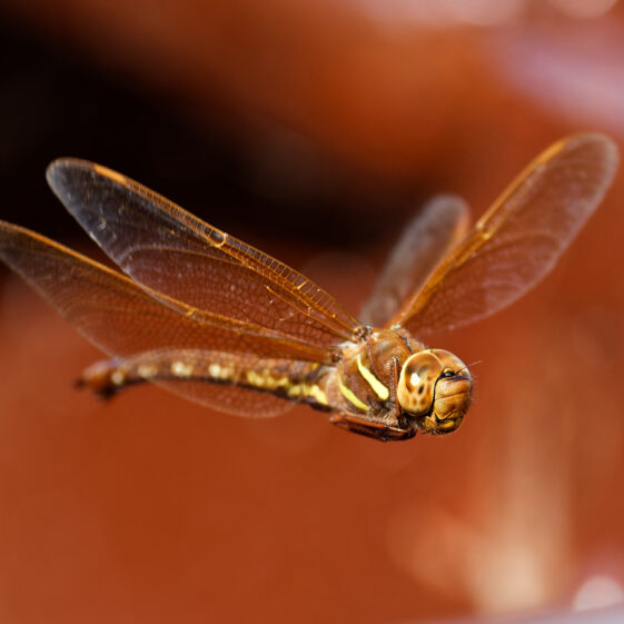 Hawker Dragonfly in flight Hawker Dragonfly in flight | Photo Credit: Phil Evans