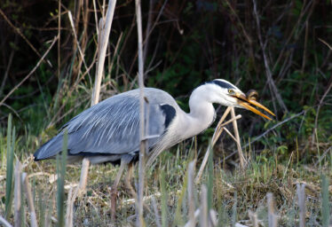 World Wetlands Day - 2 February 2026