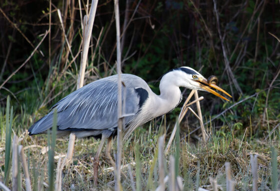 World Wetlands Day - 2 February 2026