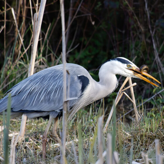 Heron eating eel Heron eating eel on Lough Corrib shore | Photo Credit: Phil Evans
