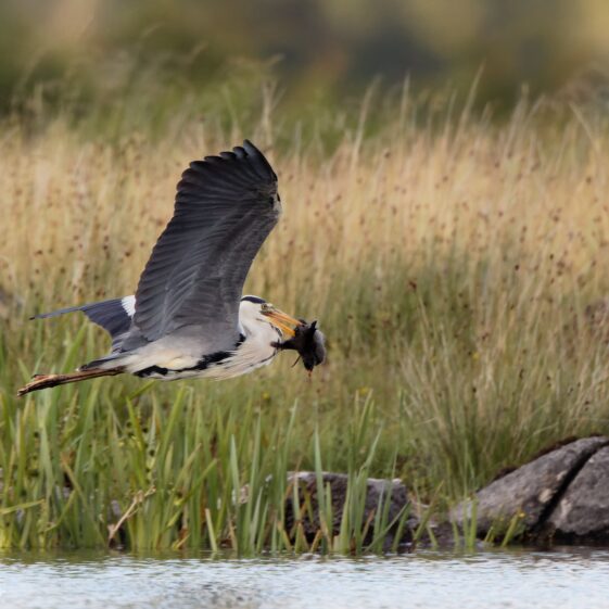 Heron in flight with its prey, a quite large moorhen chick. Heron in flight with its prey, a quite large moorhen chick. | Photo Credit: Phil Evans