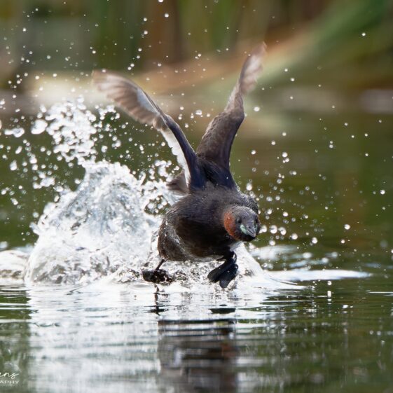 It is always a thrill to capture action in wildlife photos. Little Grebe doing a running on water display. Little Grebe doing a running on water display at Lough Corrib | Photo Credit: Phil Evans