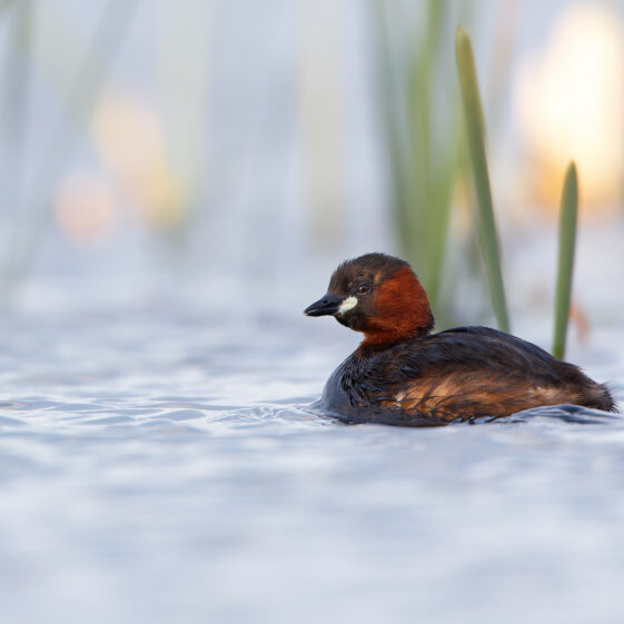 Little Grebe just before sunset on Lough Corrib. Little Grebe just before sunset on Lough Corrib. | Photo Credit: Phil Evans