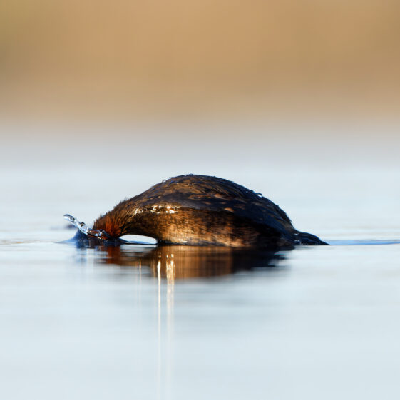 Little Grebe taking a dive. Lough Corrib Little Grebe taking a dive in Lough Corrib | Photo Credit: Phil Evans