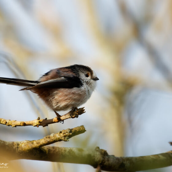 Long-Tailed Tit at Knockferry Pier Long-Tailed Tit at Knockferry Pier | Photo Credit: Phil Evans