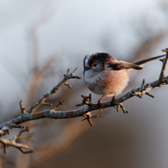 Long Tailed Tit on a frosty morning. Knockferry Pier Long Tailed Tit on a frosty morning at Knockferry Pier | Photo Credit: Phil Evans