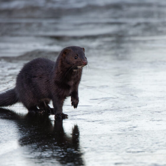 Mink on ice at Knockferry. Mink on ice at Knockferry. | Photo Credit: Phil Evans