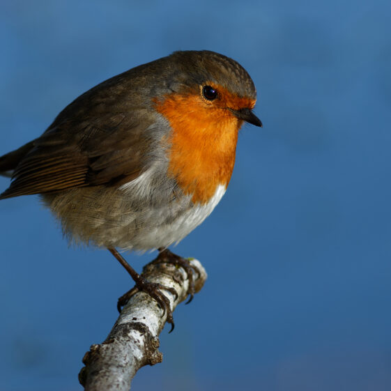 Robin Robin | Photo Credit: Phil Evans