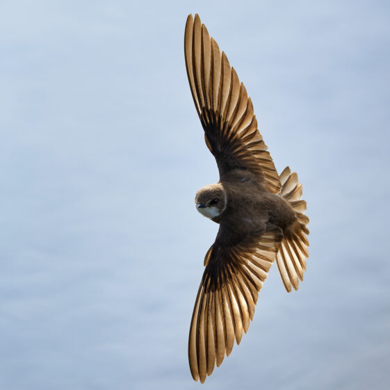 Sand Martin banking in flight Sand Martin banking in flight | Photo Credit: Phil Evans