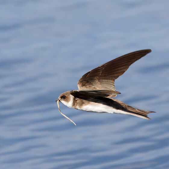 Sand Martin gathering nesting material Sand Martin gathering nesting material | Photo Credit: Phil Evans
