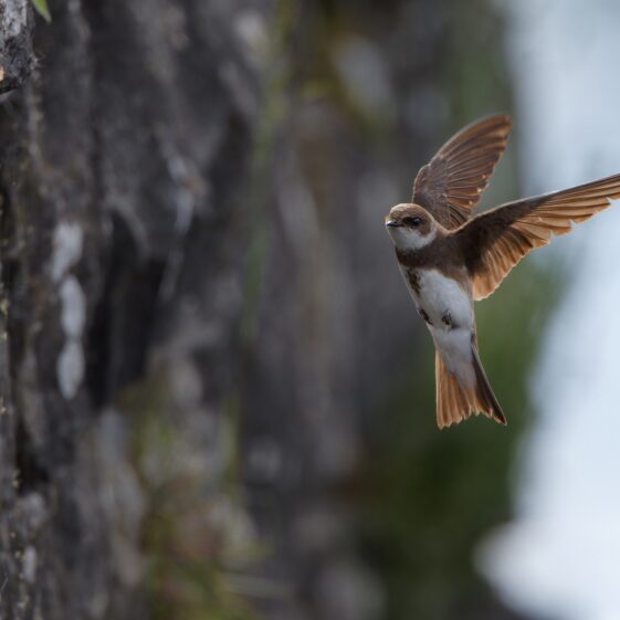 Sand martin at Knockferry Sand martin at Knockferry | Photo Credit: Phil Evans