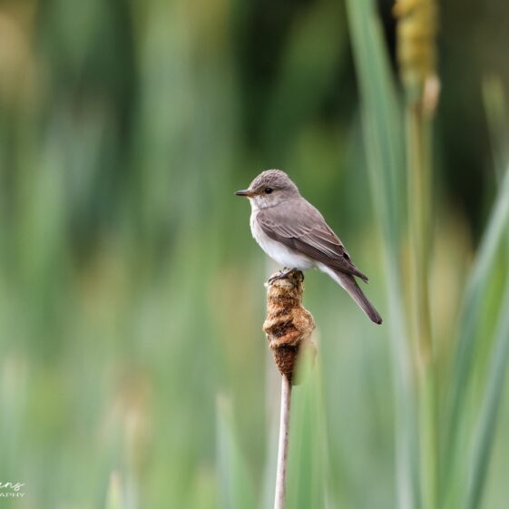 Spotted Flycatcher Spotted Flycatcher | Photo Credit: Phil Evans