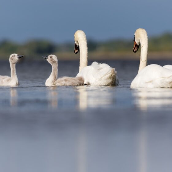 Swan family on Lough Corrib Swan family on Lough Corrib | Photo Credit: Phil Evans