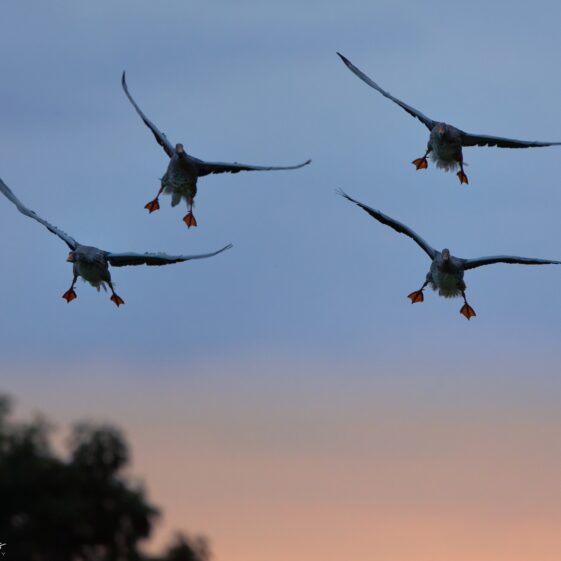 The local Knockferry Top Gun showing off again at sunset. The local Knockferry Top Gun showing off again at sunset! | Photo Credit: Phil Evans