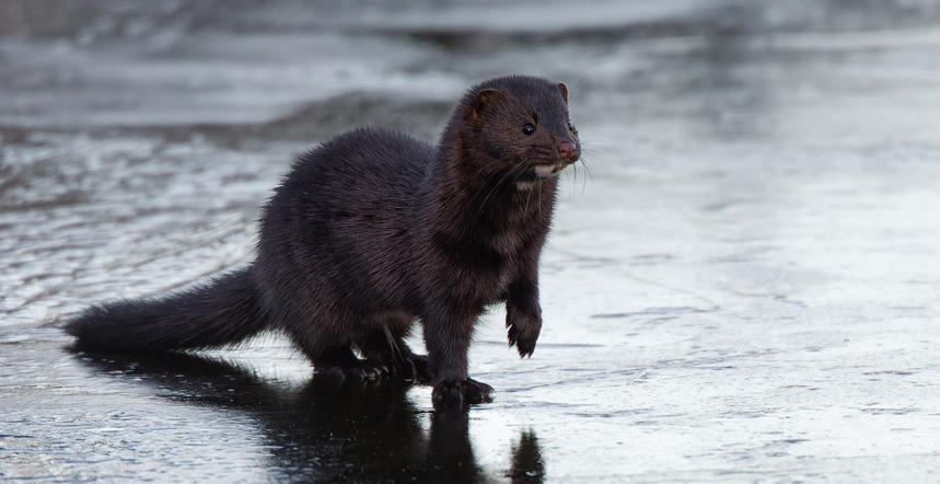 Mink on Ice at Knockferry
