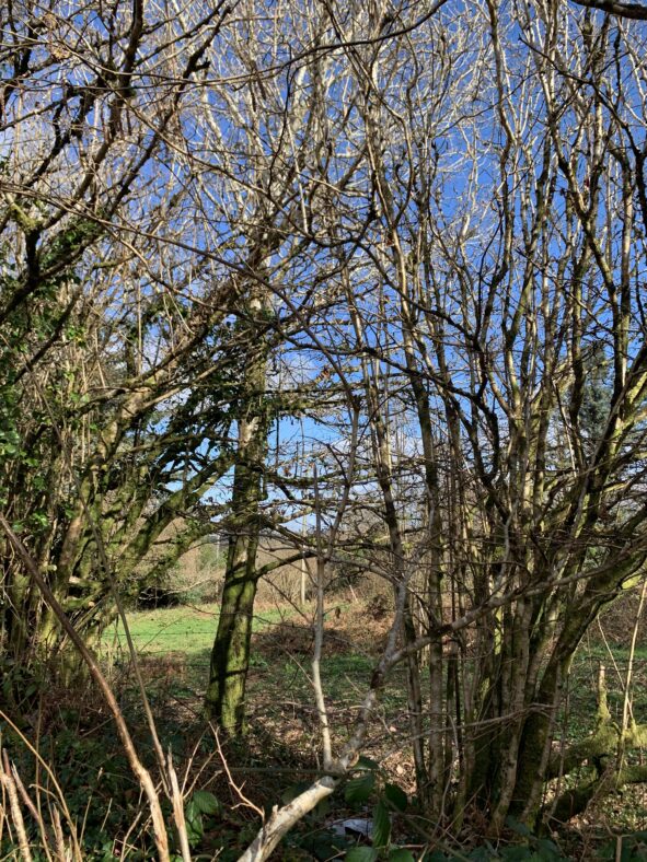 A field and trees in Gortnamona East. | Simone Leonard