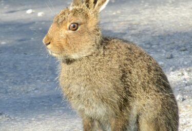 Giorria -Hare