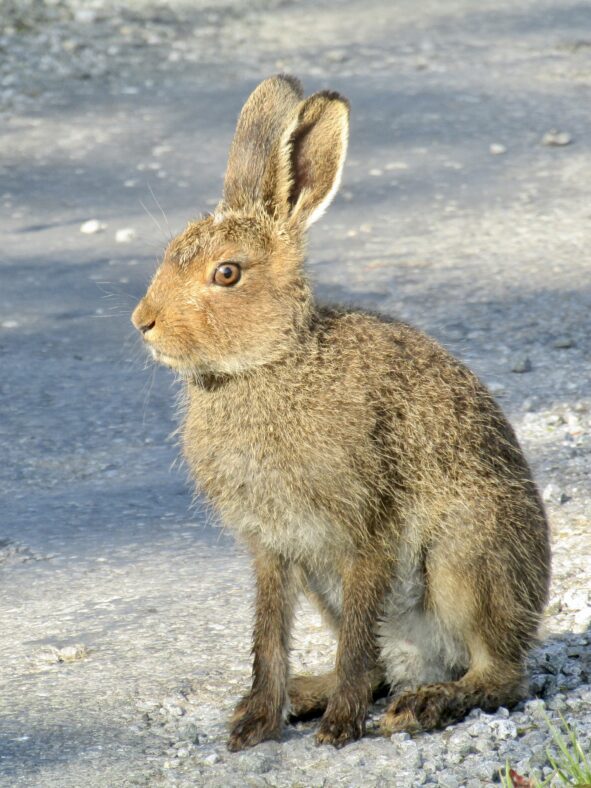 Giorria -Hare | Paula Lydon