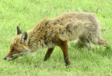 Flora and Fauna Folklore