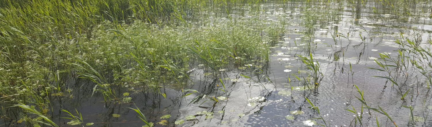 Water and wetlands