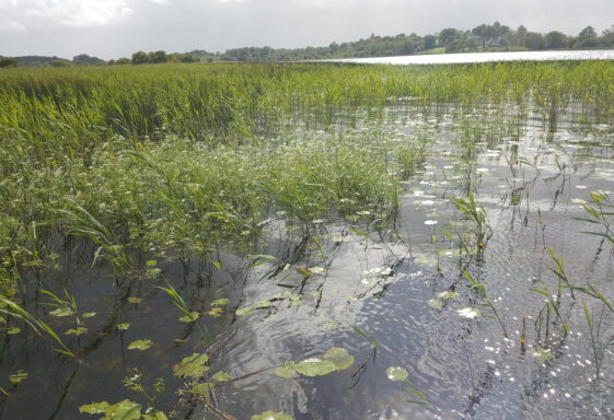 Water and wetlands