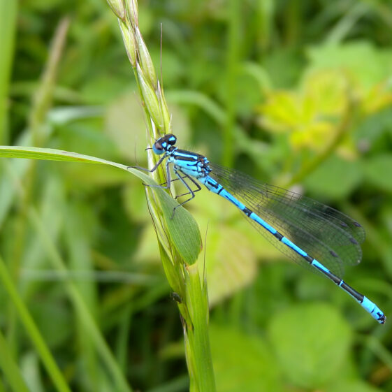 Azure Damselfly/Goirmín Spéiriúl