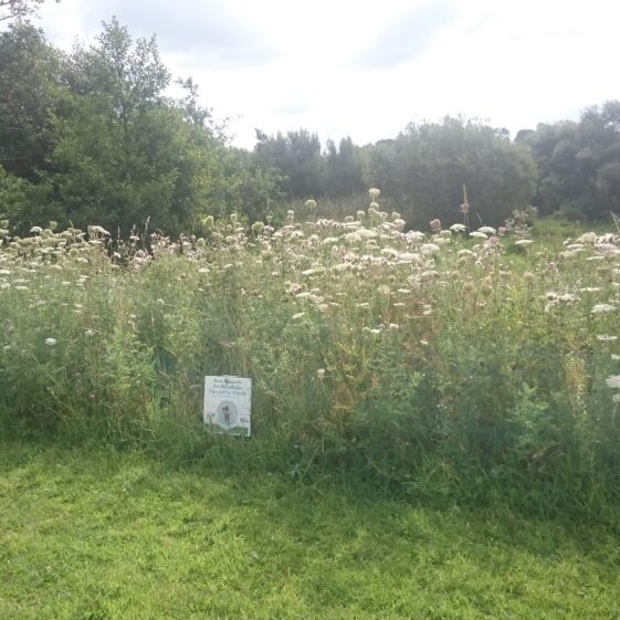 Fringe of meadow grassland next to amenity area
