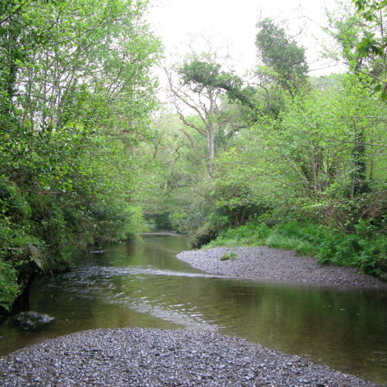 River with riparian woodland