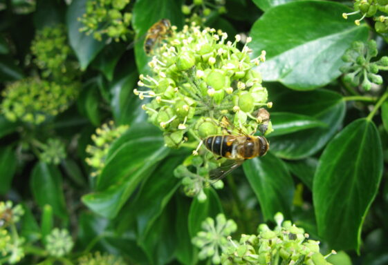 Planning for pollinators
