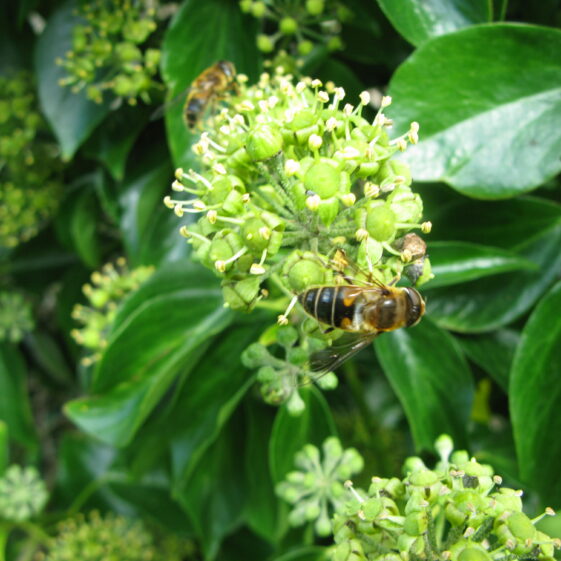 Honeybee on ivy flowers