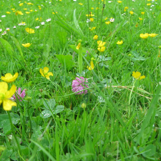 Flowers in lawn mowed less frequently