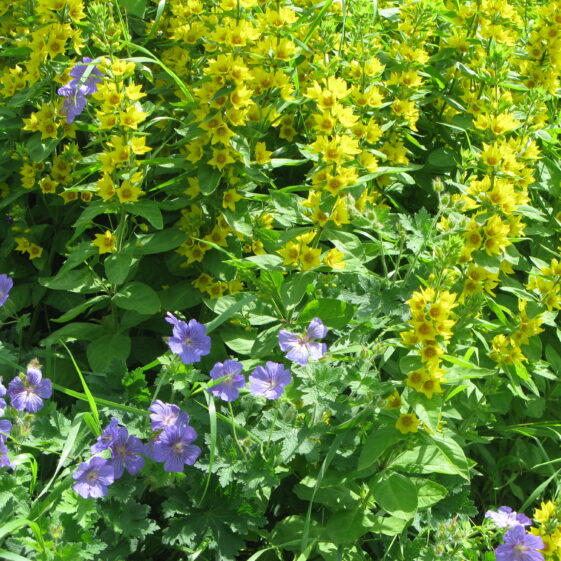 Planning for pollinators