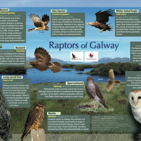 Raptors of Galway Raptors of Galway | John Lusby & Cathal Forkan