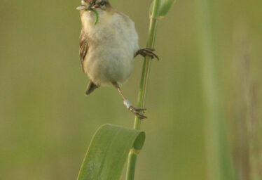 Birds and birdwatching