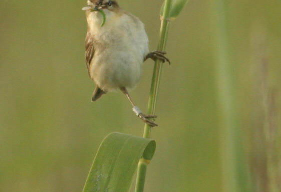 Birds and birdwatching