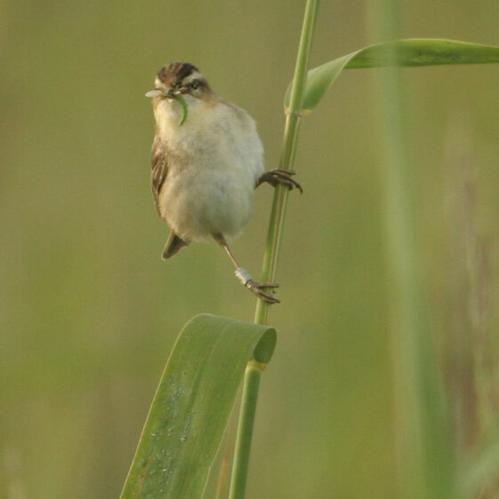 Sedge warbler Sedge warbler